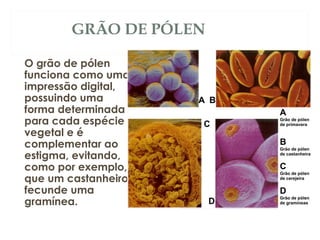 GRÃO DE PÓLEN 
O grão de pólen 
funciona como uma 
impressão digital, 
possuindo uma 
forma determinada 
para cada espécie 
vegetal e é 
complementar ao 
estigma, evitando, 
como por exemplo, 
que um castanheiro 
fecunde uma 
gramínea. 
 