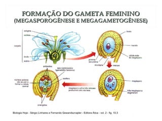 FFOORRMMAAÇÇÃÃOO DDOO GGAAMMEETTAA FFEEMMIINNIINNOO 
((MMEEGGAASSPPOORROOGGÊÊNNEESSEE EE MMEEGGAAGGAAMMEETTOOGGÊÊNNEESSEE)) 
 