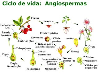 Ciclo de vida: Angiospermas 
Endosperma 
(3n) 
Dupla 
fecundação 
Frutos 
Célula vegetativa 
Polinização 
Antera 
Óvulo 
Meiose 
Meiose 
Megásporo 
Células que 
degeneram 
Célula 
geradora 
Envoltórios 
Saco embrionário 
(gametófito 
feminino) 
Oosfera (n) 
Núcleos 
polares (n) 
Células 
espermáticas 
Tubo polínico 
Zigoto 
Embrião (2n) 
Parede 
do óvulo 
Semente 
Grão de pólen 
(gametófito masculino) 
 