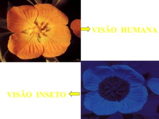 VISÃO HUMANA 
VISÃO INSETO 
 
