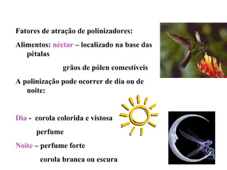 Fatores de atração de polinizadores: 
Alimentos: néctar – localizado na base das 
pétalas 
grãos de pólen comestíveis 
A polinização pode ocorrer de dia ou de 
noite: 
Dia - corola colorida e vistosa 
perfume 
Noite – perfume forte 
corola branca ou escura 
 