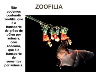 Não ZOOFILIA 
podemos 
confundir 
zoofilia, que 
é o 
transporte 
de grãos de 
pólen por 
animais, 
com 
zoocoria, 
que é o 
transporte 
de 
sementes 
por animais. 
 