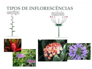 TIPOS DE INFLORESCÊNCIAS 
 