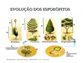 EEVVOOLLUUÇÇÃÃOO DDOOSS EESSPPOORRÓÓFFIITTOOSS 
 