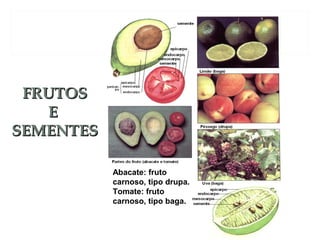 FFRRUUTTOOSS 
EE 
SSEEMMEENNTTEESS 
Abacate: fruto 
carnoso, tipo drupa. 
Tomate: fruto 
carnoso, tipo baga. 
 