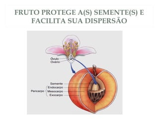 FRUTO PROTEGE A(S) SEMENTE(S) E 
FACILITA SUA DISPERSÃO 
 