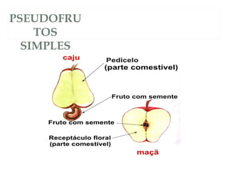 PSEUDOFRU 
TOS 
SIMPLES 
 