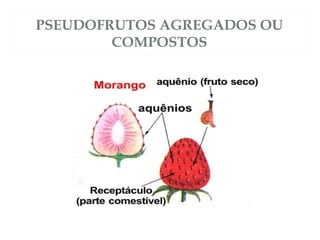 PSEUDOFRUTOS AGREGADOS OU 
COMPOSTOS 
 