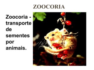 ZOOCORIA 
Zoocoria - 
transporte 
de 
sementes 
por 
animais. 
 