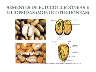 SEMENTES DE EUDICOTILEDÔNEAS E 
LILIOPSIDAS (MONOCOTILEDÔNEAS) 
 