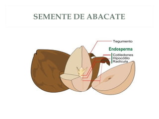 SEMENTE DE ABACATE 
 
