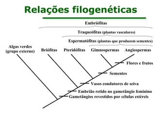 Relações filogenéticas 
Embriófitas 
Traqueófitas (plantas vasculares) 
Espermatófitas (plantas que produzem sementes) 
Algas verdes 
(grupo externo) Briófitas Pteridófitas Gimnospermas Angiospermas 
Flores e frutos 
Sementes 
Vasos condutores de seiva 
Embrião retido no gametângio feminino 
Gametângios revestidos por células estéreis 
