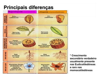 PPrriinncciippaaiiss ddiiffeerreennççaass 
* Crescimento 
secundário verdadeiro 
usualmente presente 
nas Eudicotiledôneas 
e raro nas 
momocotiledôneas 
 