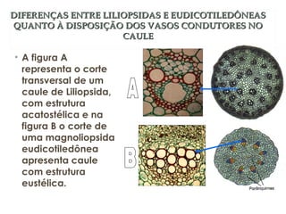 DIFERENÇAS ENTRE LILIOPSIDAS EE EEUUDDIICCOOTTIILLEEDDÔÔNNEEAASS 
QQUUAANNTTOO ÀÀ DDIISSPPOOSSIIÇÇÃÃOO DDOOSS VVAASSOOSS CCOONNDDUUTTOORREESS NNOO 
CCAAUULLEE 
• A figura A 
representa o corte 
transversal de um 
caule de Liliopsida, 
com estrutura 
acatostélica e na 
figura B o corte de 
uma magnoliopsida 
eudicotiledônea 
apresenta caule 
com estrutura 
eustélica. 
 