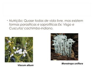 • Nutrição: Quase todas de vida livre, mas existem 
formas parasíticas e saprofíticas Ex: Visgo e 
Cuscuta/ cachimbo-indiano. 
Viscum album 
Monotropa uniflora 
 