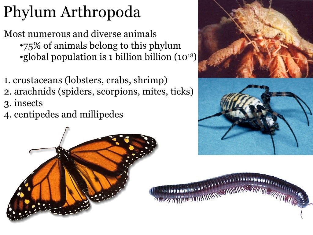Animal Phyla
