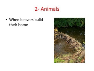 2- Animals
• When beavers build
their home
 