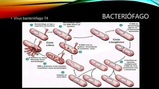BACTERIÓFAGO• Vírus bacteriófago T4
 