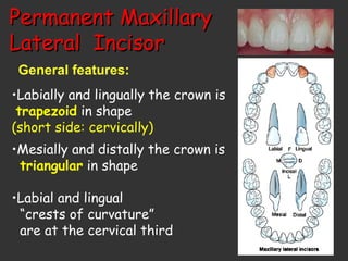 Permanent MaxillaryPermanent Maxillary
Lateral IncisorLateral Incisor
General features:
•Labially and lingually the crown is
trapezoid in shape
(short side: cervically)
•Mesially and distally the crown is
triangular in shape
•Labial and lingual
“crests of curvature”
are at the cervical third
 