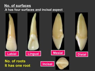 No. of surfaces
It has four surfaces and incisal aspect.
Labial Lingual Mesial
Distal
Incisal
No. of roots
It has one root
 