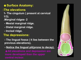 ☻Surface Anatomy:
The elevations:
1- The cingulum ( present at cervical
1/3).
2-Marginal ridges.
- Mesial marginal ridge.
- Distal marginal ridge.
- Incisal ridge.
The depressions:
- The lingual fossa ( it lies between the
previous elevations).
☻All elevations and depression are
more developed than the upper
central incisor.
- Notice the lingual pit(prone to decay).
 
