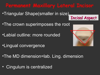 Incisal AspectIncisal Aspect
•Triangular Shape(smaller in size)
•The crown superimposes the root
•Labial outline: more rounded
•Lingual convergence
•The MD dimension=lab. Ling. dimension
• Cingulum is centralized
Permanent Maxillary Lateral Incisor
 