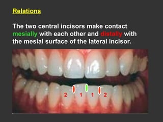 Relations
The two central incisors make contact
mesially with each other and distally with
the mesial surface of the lateral incisor.
11 22
 