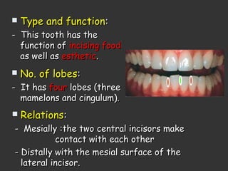  Type and functionType and function::
- This tooth has the- This tooth has the
function offunction of incising foodincising food
as well asas well as estheticesthetic..
 No. of lobesNo. of lobes::
- It has- It has fourfour lobes (threelobes (three
mamelons and cingulum).mamelons and cingulum).
 RelationsRelations::
- Mesially :the two central incisors make- Mesially :the two central incisors make
contact with each othercontact with each other
- Distally with the mesial surface of the- Distally with the mesial surface of the
lateral incisor.lateral incisor.
 
