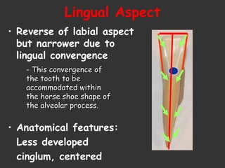 Lingual Aspect
• Reverse of labial aspect
but narrower due to
lingual convergence
• Anatomical features:
Less developed
cinglum, centered
- This convergence of- This convergence of
the tooth to bethe tooth to be
accommodated withinaccommodated within
the horse shoe shape ofthe horse shoe shape of
the alveolar process.the alveolar process.
 
