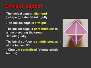 Incisal aspectIncisal aspect
--The incisal aspect:The incisal aspect: diamonddiamond
shape (greater labiolingullyshape (greater labiolingully).).
--The incisal edge isThe incisal edge is straightstraight..
---The incisal edge isThe incisal edge is perpendicularperpendicular toto
a line bisecting the crowna line bisecting the crown
labiolinguallylabiolingually..
---The labial surface isThe labial surface is slightly convexslightly convex
at the incisal 1/3at the incisal 1/3
- Cinglum- Cinglum centralizedcentralized (characteristic(characteristic
feature).feature).
 