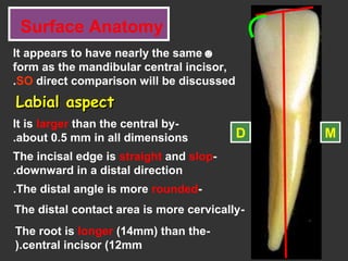 Surface Anatomy
☻It appears to have nearly the same
form as the mandibular central incisor,
SO direct comparison will be discussed.
Labial aspectLabial aspect
-It is larger than the central by
about 0.5 mm in all dimensions.
-The incisal edge is straight and slop
downward in a distal direction.
MD
-The distal angle is more rounded.
-The root is longer (14mm) than the
central incisor (12mm).
-The distal contact area is more cervically
 