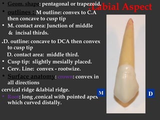 Labial Aspect:• Geom. shape: pentagonal or trapezoid.
• outlines : M outline: convex to C.A
then concave to cusp tip
• M. contact area: Junction of middle
& incisal thirds.
.D. outline: concave to DCA then convex
to cusp tip
D. contact area: middle third.
• Cusp tip: slightly mesially placed.
• Cerv. Line: convex - rootwize.
• Surface anatomy: crown: convex in
all directions
cervical ridge &labial ridge.
• Root: long ,conical with pointed apex
which curved distally.
DMM
 