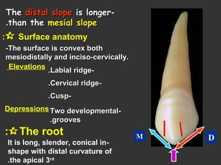 --TheThe distal slopedistal slope is longeris longer
than thethan the mesial slopemesial slope..
 Surface anatomy:
-The surface is convex both-The surface is convex both
mesiodistally and inciso-cervically.mesiodistally and inciso-cervically.
Elevations
--Cervical ridgeCervical ridge..
--Labial ridgeLabial ridge..
Depressions --Two developmentalTwo developmental
groovesgrooves..
The root:
-It is long, slender, conical in
shape with distal curvature of
the apical 3rd
.
--CuspCusp..
DMM
 