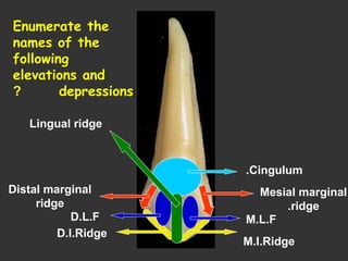 Cingulum.
Mesial marginal
ridge.
Distal marginal
ridge
M.L.FD.L.F
M.I.Ridge
D.I.Ridge
Lingual ridge
Enumerate the
names of the
following
elevations and
depressions?
 