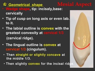 Mesial Aspect
• Wedge shape, tip: incisaly,base:
cervically
• Tip of cusp on long axis or even lab.
to it.
• The labial outline is convex with the
greatest convexity at cervical 1/3
(cervical ridge(.
• The lingual outline is convex at
cervical 1/3 (cingulum(.
 Geometrical shapeGeometrical shape
• Then straight or slightly concave at
the middle 1/3.
• Then slightly convex for the incisal ridge.
 