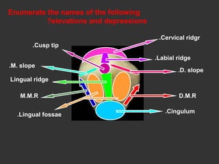 Enumerate the names of the following
elevations and depressions?
Cervical ridgr.
Labial ridge.
D. slope.
D.M.R
Cusp tip.
M. slope.
Lingual ridge
M.M.R
Lingual fossae.
Cingulum.
 