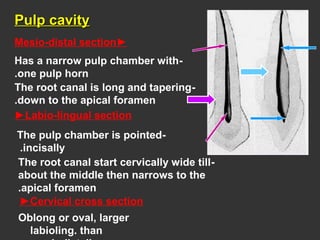 Pulp cavityPulp cavity
►Mesio-distal section
►Labio-lingual section
-Has a narrow pulp chamber with
one pulp horn.
-The root canal is long and tapering
down to the apical foramen.
-The pulp chamber is pointed
incisally.
-The root canal start cervically wide till
about the middle then narrows to the
apical foramen.
Oblong or oval, larger
labioling. than
►Cervical cross section
 