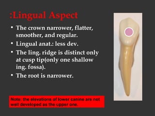 Lingual Aspect:
• The crown narrower, flatter,
smoother, and regular.
• Lingual anat.: less dev.
• The ling. ridge is distinct only
at cusp tip(only one shallow
ing. fossa).
• The root is narrower.
Note: the elevations of lower canine are not
well developed as the upper one.
 