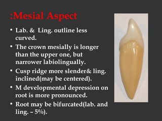 Mesial Aspect:
• Lab. & Ling. outline less
curved.
• The crown mesially is longer
than the upper one, but
narrower labiolingually.
• Cusp ridge more slender& ling.
inclined(may be centered).
• M developmental depression on
root is more pronounced.
• Root may be bifurcated(lab. and
ling. – 5%).
 