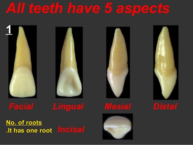 2 anterior teeth