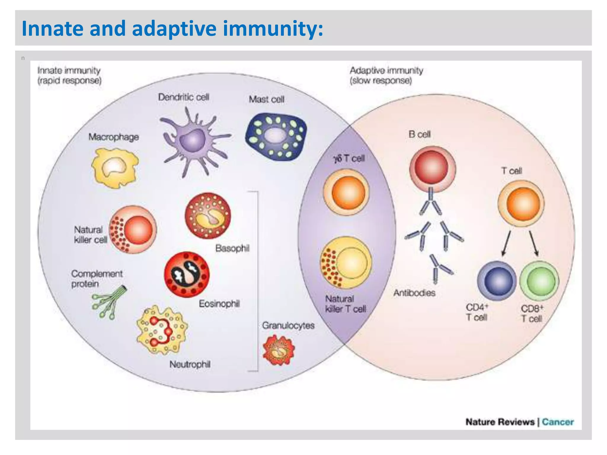 2 antigens, immunogens, epitopes, and haptens PPT