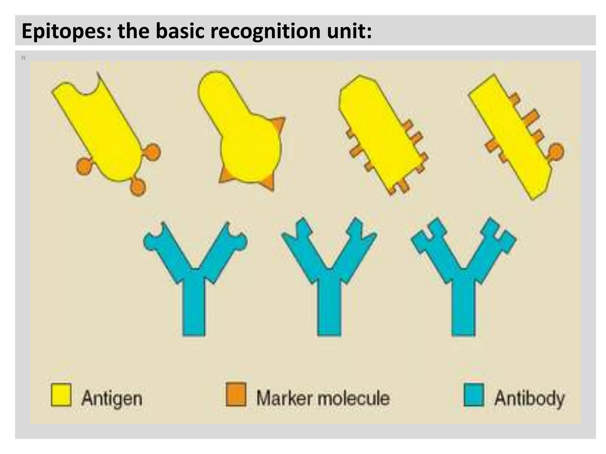 2 antigens, immunogens, epitopes, and haptens PPT