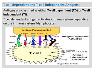 T-cell dependent and T-cell independent Antigens:
Antigens are classified as either T-cell dependent (TD) or T-cell
independent (TI).
T cell dependent antigen activates immune system depending
on the immune system T-lymphocytes.

 