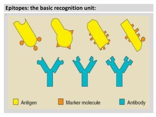 Epitopes: the basic recognition unit:
N

 