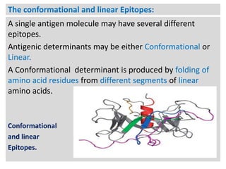The conformational and linear Epitopes:
A single antigen molecule may have several different
epitopes.
Antigenic determinants may be either Conformational or
Linear.
A Conformational determinant is produced by folding of
amino acid residues from different segments of linear
amino acids.

Conformational
and linear
Epitopes.

 