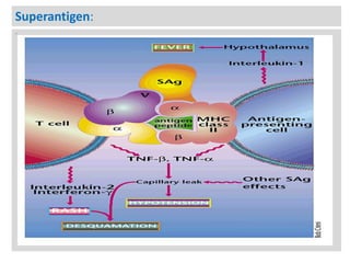 Superantigen:
n

 