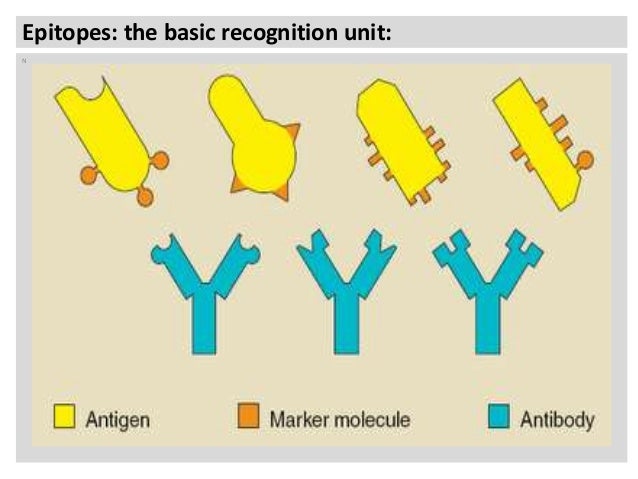 Antigenic determinant epitope