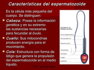 Prof. Vera Stier-Rasic
Características del espermatozoideCaracterísticas del espermatozoide
Es la célula más pequeña delEs...
