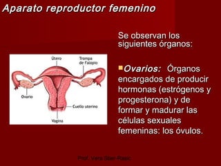 Prof. Vera Stier-Rasic
Aparato reproductor femeninoAparato reproductor femenino
Se observan losSe observan los
siguientes ...