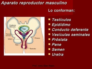 Prof. Vera Stier-Rasic
Aparato reproductor masculinoAparato reproductor masculino
Lo conforman:Lo conforman:
 TestículosT...